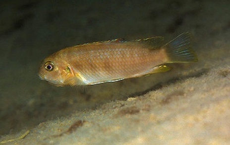 Tropheops sp. 'gracilior nankumba' Domwe Island
